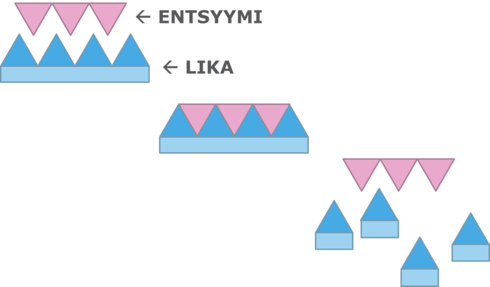 Entsyymien toiminta